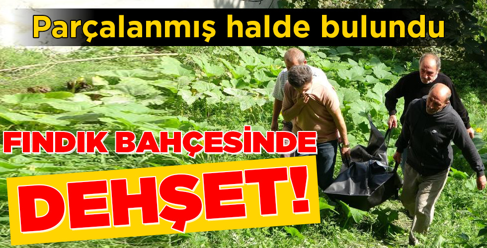 FINDIK BAHÇESİNDE DEHŞET!