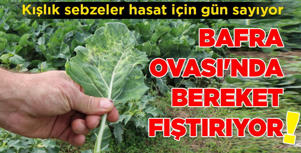 BAFRA OVASI’NDA BEREKET FIŞTIRIYOR!