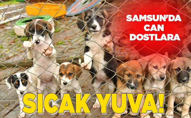SAMSUN’DA CAN DOSTLARA SICAK YUVA!