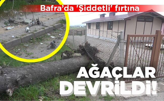 AĞAÇLAR DEVRİLDİ!