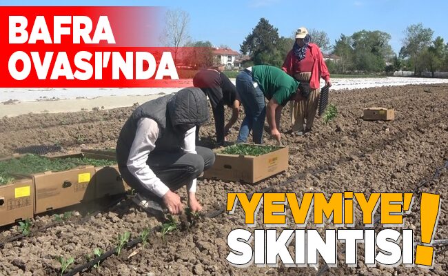 BAFRA OVASI’NDA ‘YEVMİYE’ SIKINTISI!