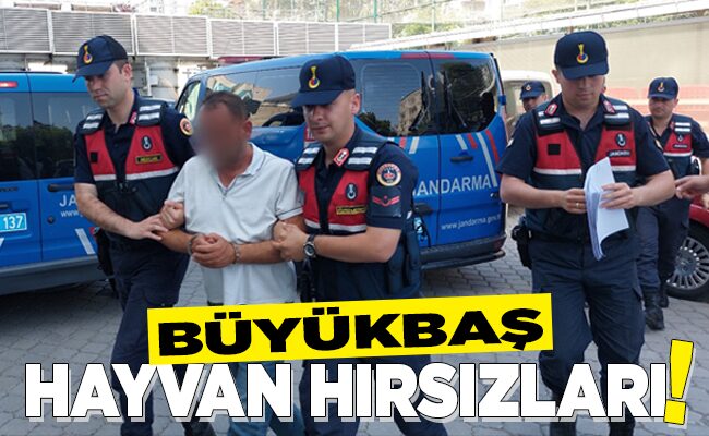 BÜYÜKBAŞ HAYVAN HIRSIZLARI