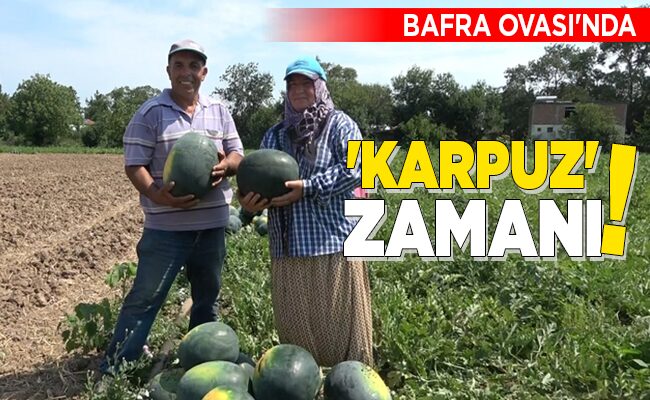 BAFRA OVASI’NDA ‘KARPUZ’ ZAMANI!