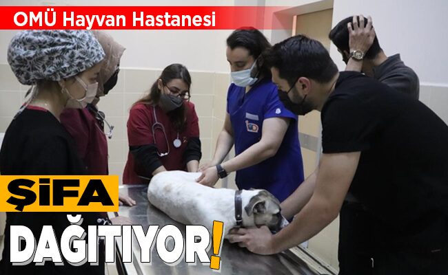 OMÜ Hayvan Hastanesi ŞİFA DAĞITIYOR!