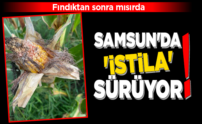 SAMSUN’DA ‘İSTİLA’ SÜRÜYOR!