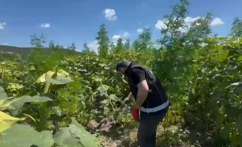 Samsun polisinden AYÇİÇEĞİ TARLASINA 'KENEVİR' BASKINI!