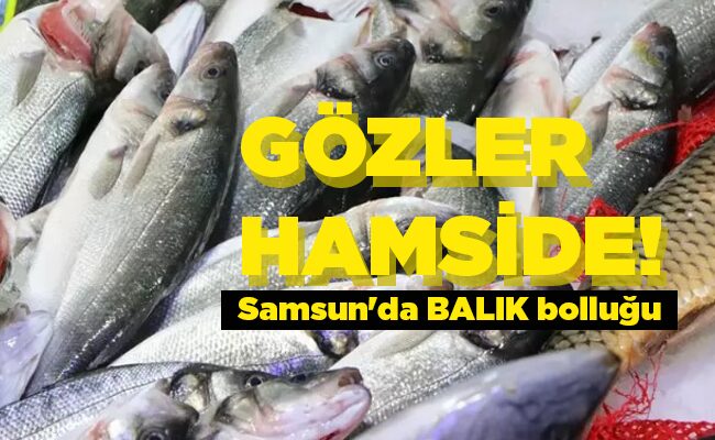 Samsun’da BALIK bolluğu GÖZLER HAMSİDE!