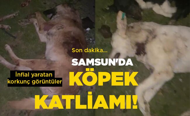 İnfial yaratan korkunç görüntüler SAMSUN’DA KÖPEK KATLİAMI!