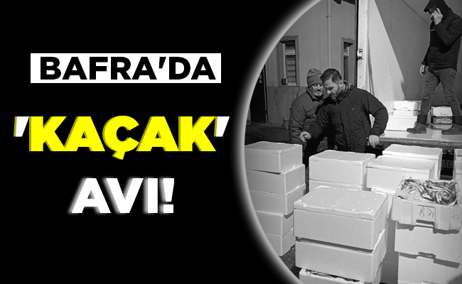 BAFRA’DA ‘KAÇAK AVI’