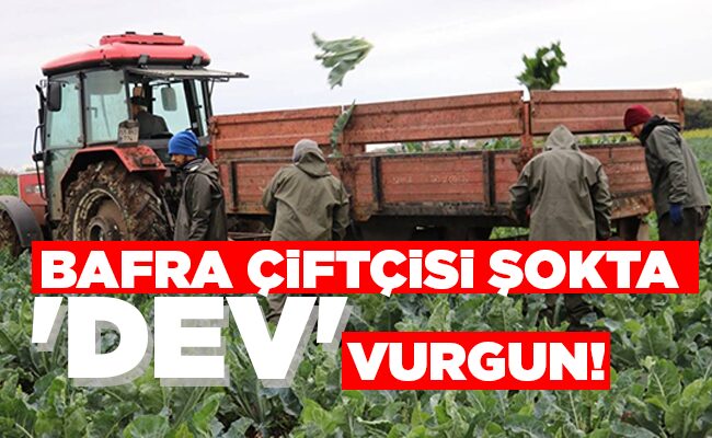 BAFRA ÇİFTÇİSİ ŞOKTA ‘DEV’  VURGUN!