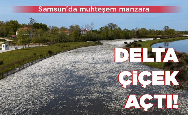 DELTA ÇİÇEK AÇTI!