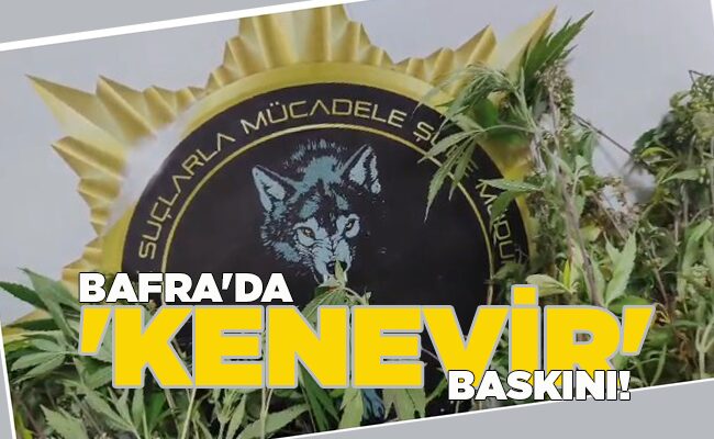 BAFRA’DA ‘KENEVİR’ BASKINI!
