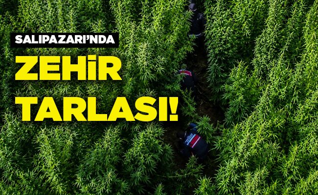 SALIPAZARI’NDA ZEHİR  TARLASI!