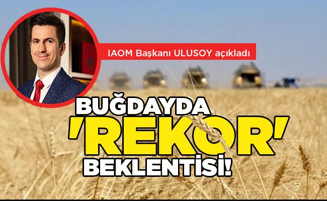 IAOM Başkanı ULUSOY açıkladı  BUĞDAYDA ‘REKOR’ BEKLENTİSİ!